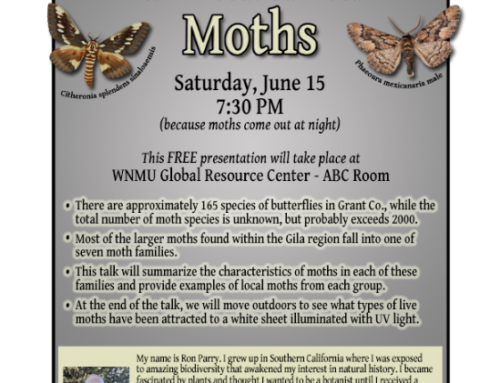 Learn About Local Moths