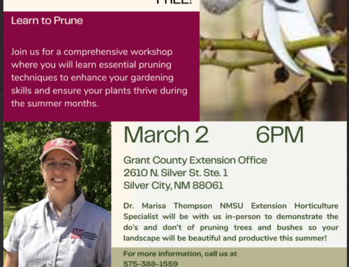 Pruning Workshop